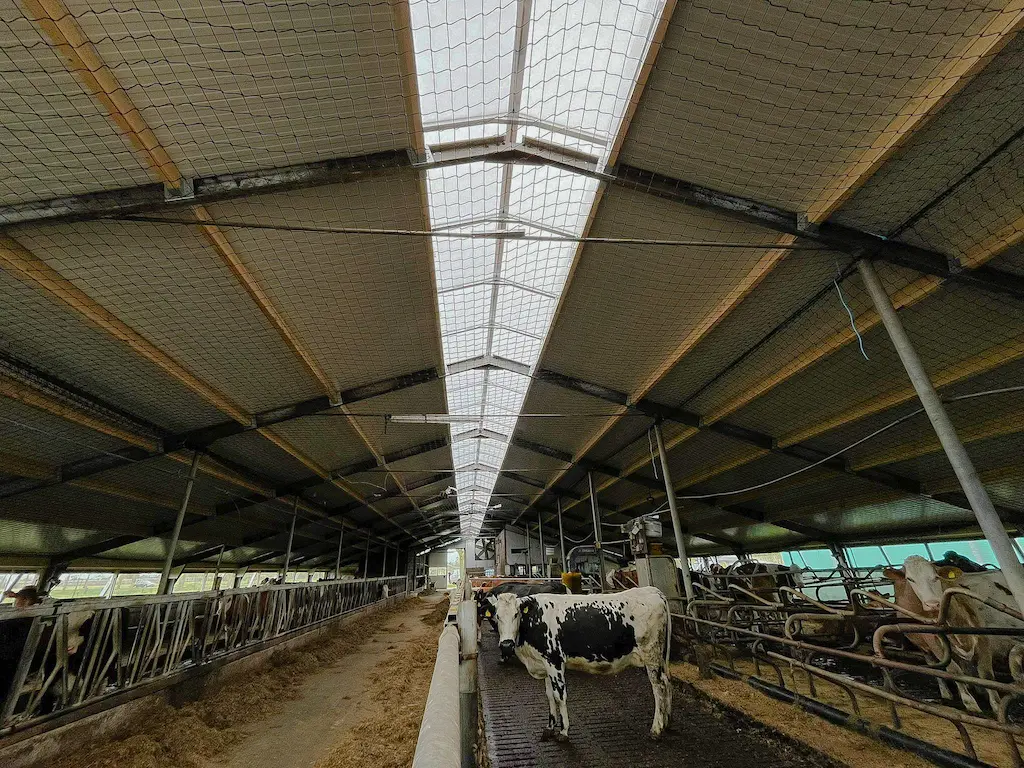 Installed roof with light ridge photographed from the shed.